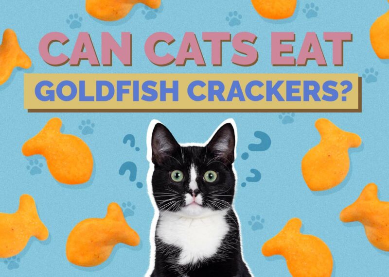 Hepper_Can Cats Eat_Goldfish Crackers