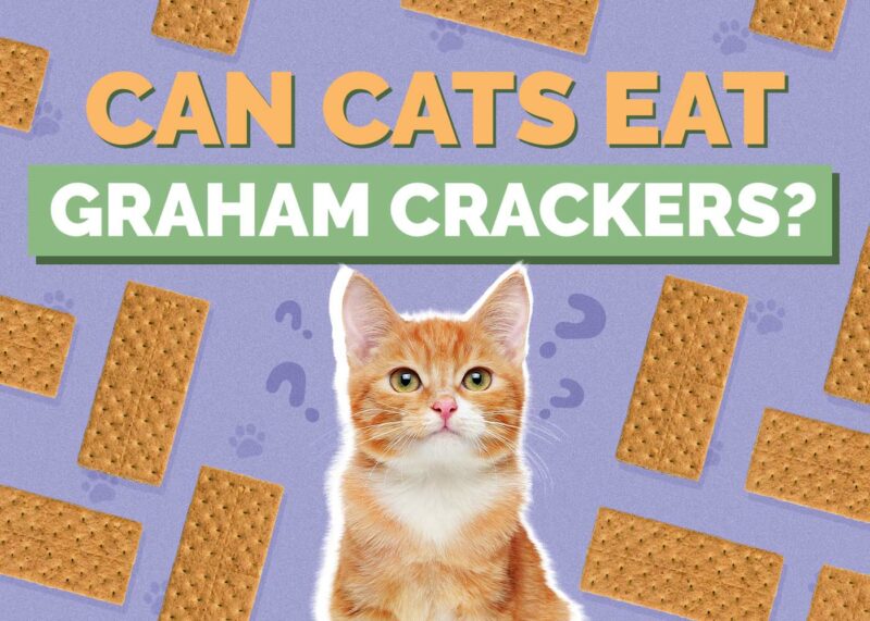 Hepper_Can Cats Eat_Graham Crackers 2024