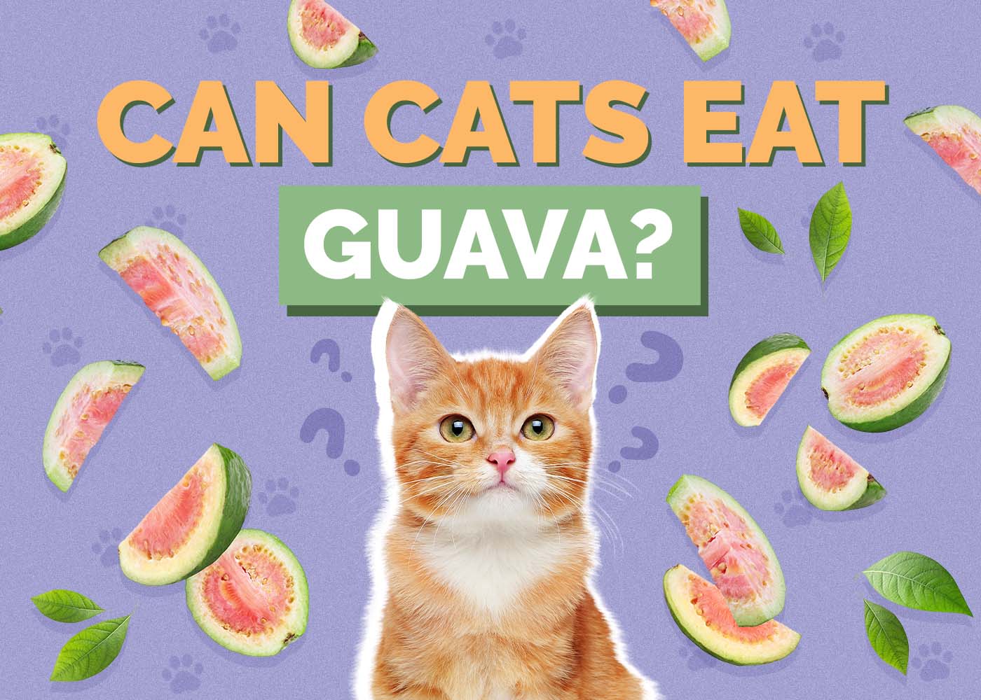 Hepper_Can Cats Eat_Guava 2024