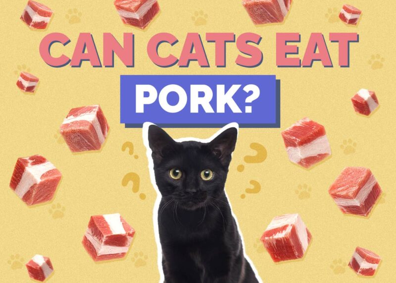 Hepper_Can Cats Eat_Pork