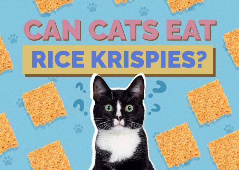 Hepper_Can Cats Eat_Rice Krispies