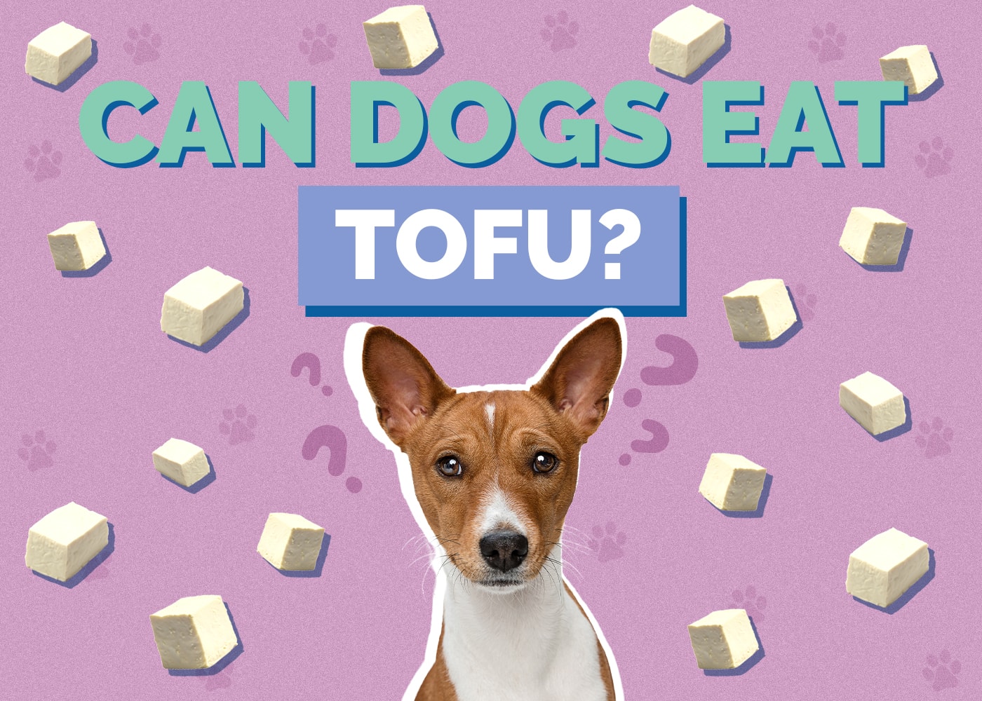 Can Dogs Eat Tofu