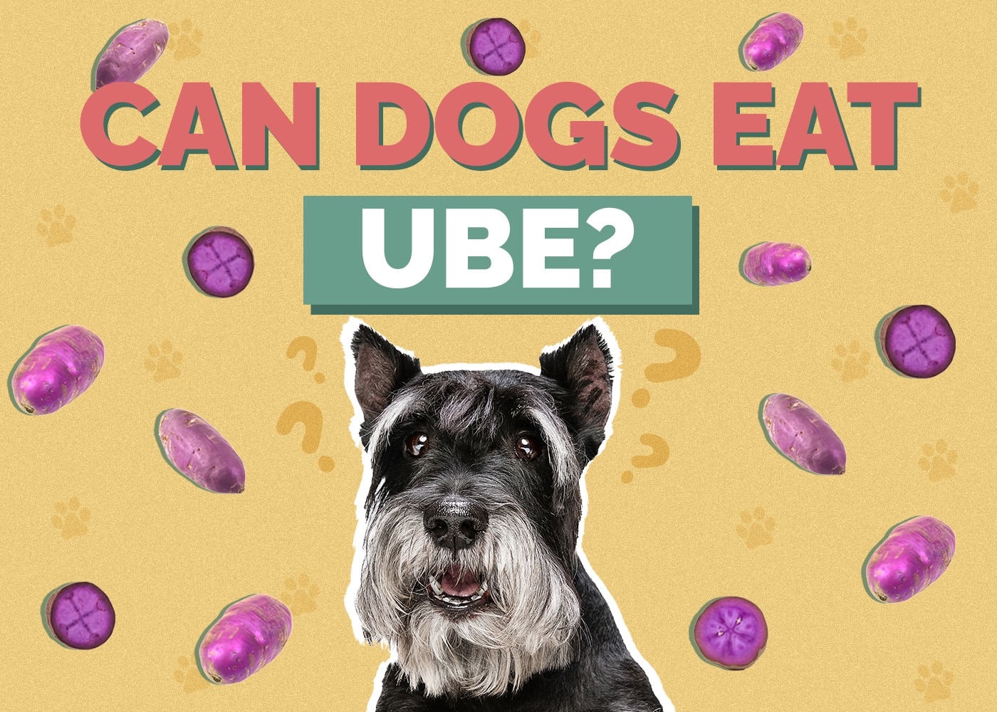 Can Dogs Eat Ube (Purple Yam)
