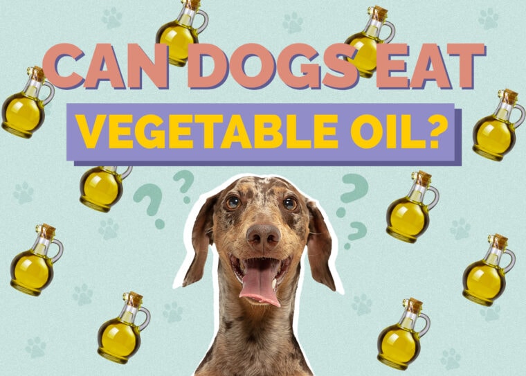 can-dogs-eat-vegetable-oil-vet-approved-facts-faq-hepper