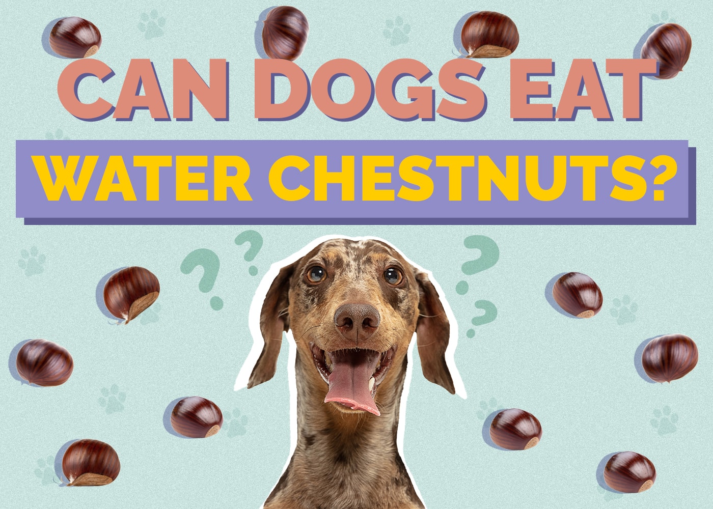 Can Dogs Eat Water Chestnuts