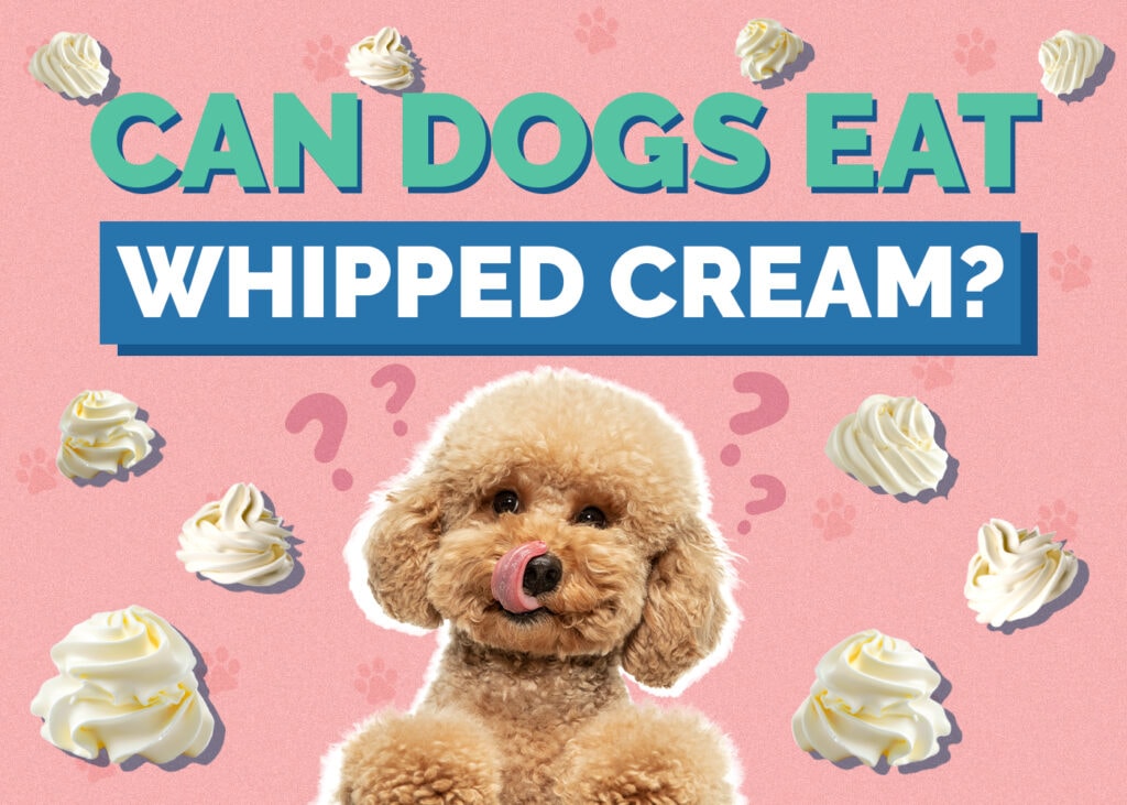 Can Dogs Eat Whipped Cream