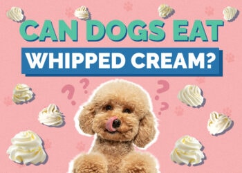 Can Dogs Eat Whipped Cream? Vet-Reviewed Facts & Considerations | Hepper