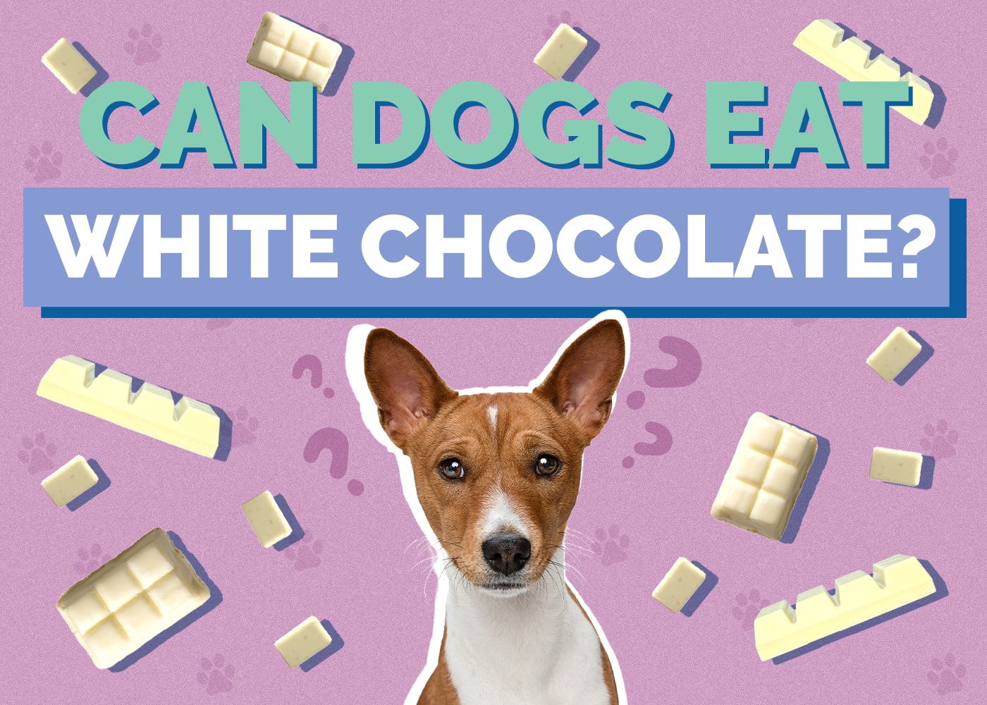 Can Dogs Eat White Chocolate