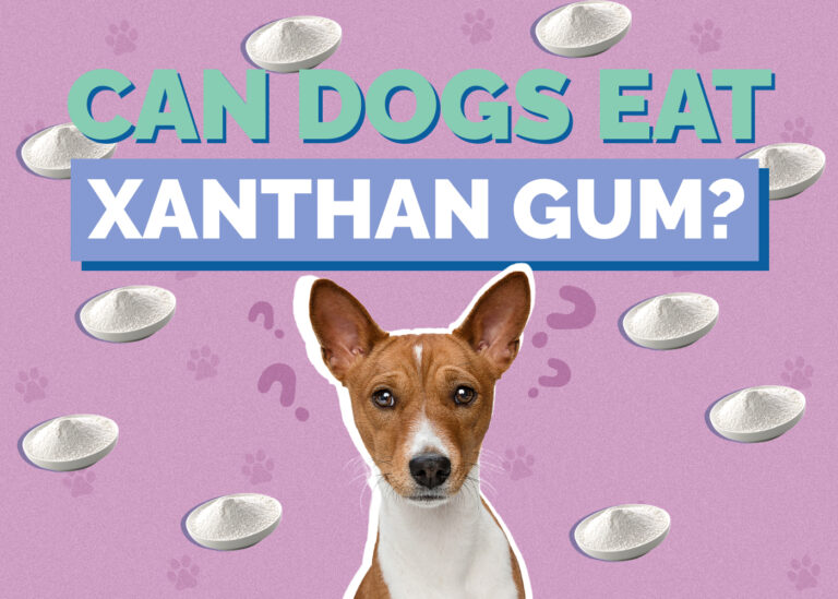 Can Dogs Eat Xanthan Gum Vet Reviewed Facts FAQ Hepper can-dogs-eat-xanthan-gum-vet-reviewed-facts-faq-hepper