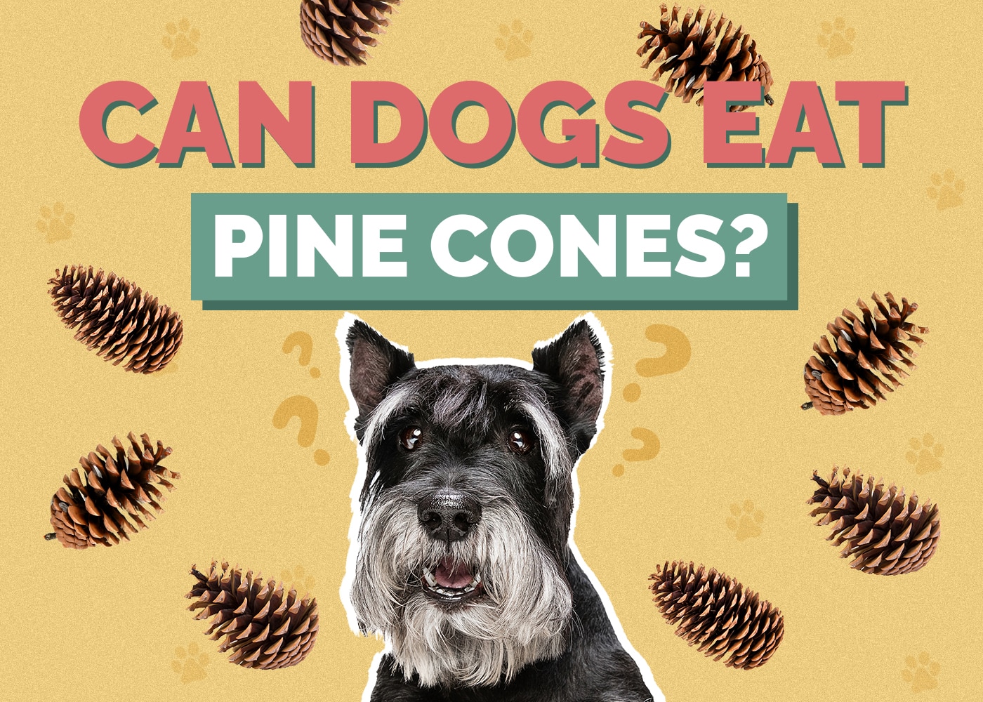 Can Dogs Eat Pine Cones