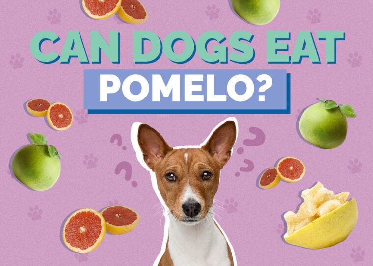 Can Dogs Eat Pomelo? The Surprising Answer Hepper