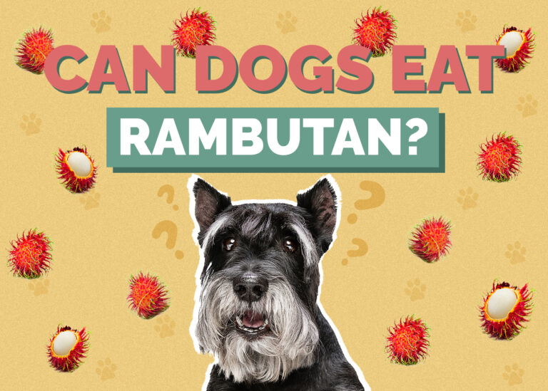 Can Dogs Eat Rambutan? What You Should Know! Hepper