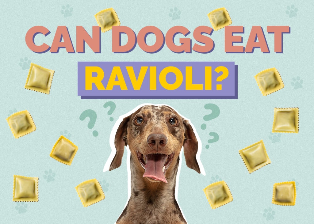 Can Dogs Eat Ravioli