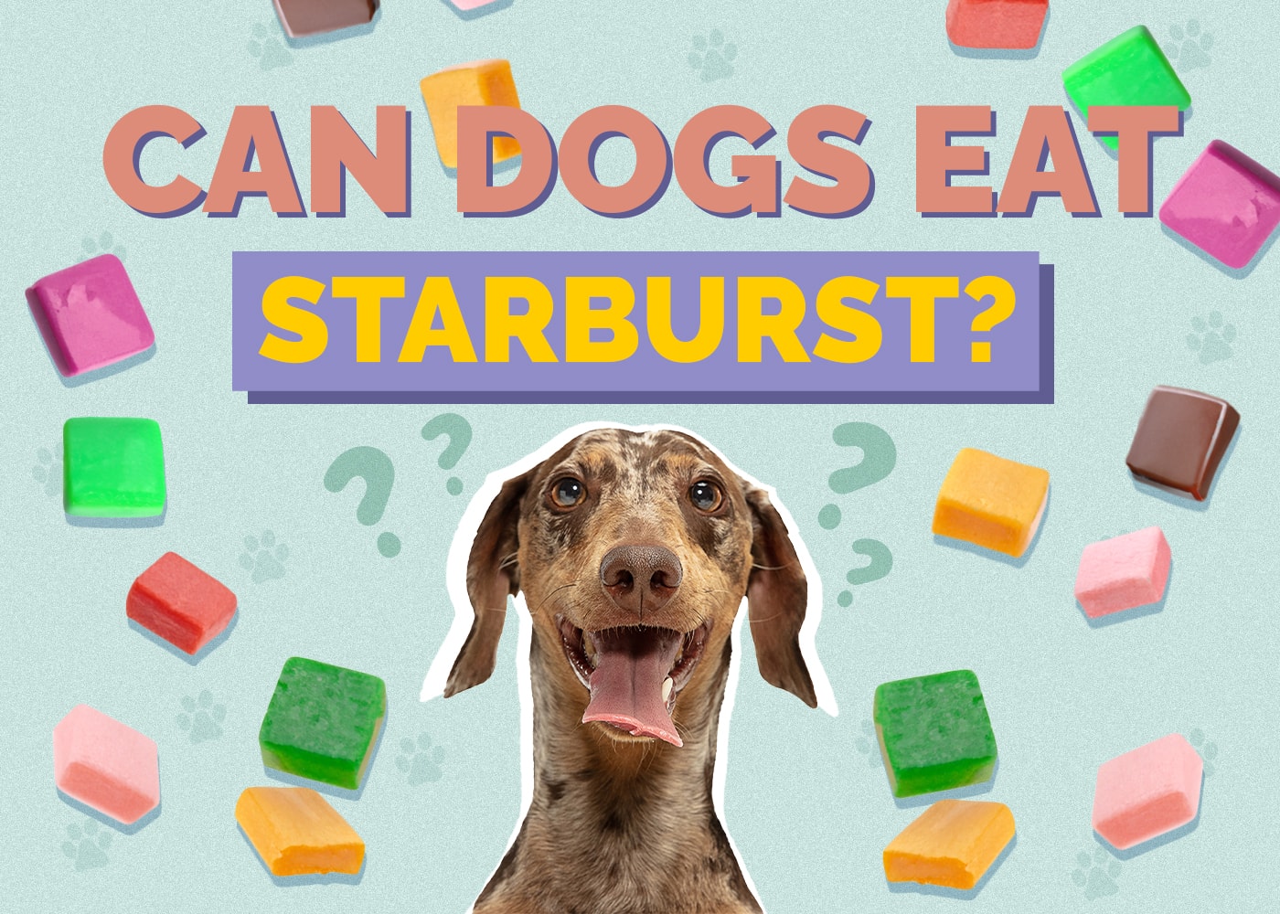 Can Dogs Eat Starburst