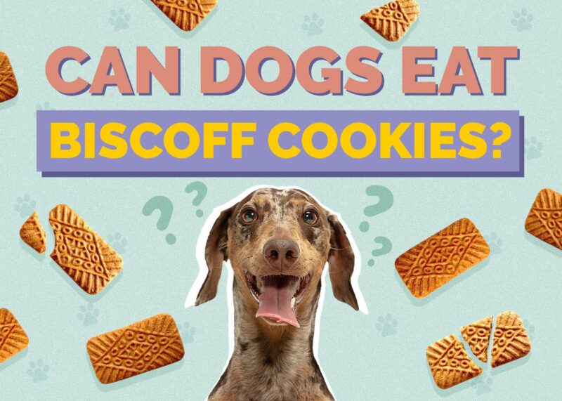 Hepper_Can Dogs Eat_Biscoff Cookies