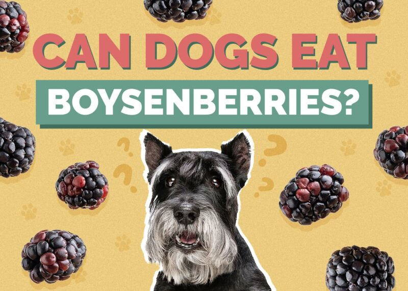 Hepper_Can Dogs Eat_Boysenberries