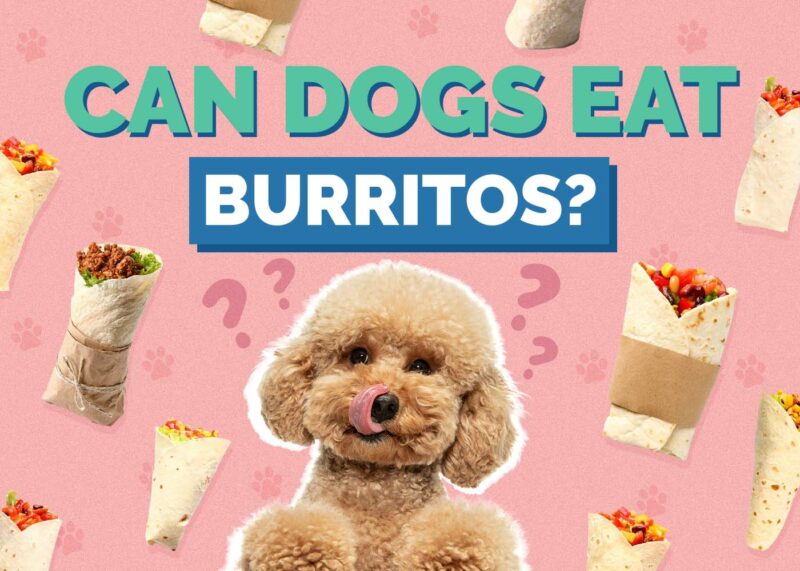 Hepper_Can Dogs Eat_Burritos
