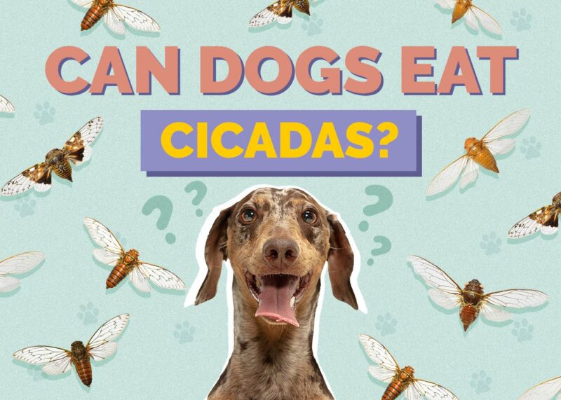 Hepper_Can Dogs Eat_Cicadas