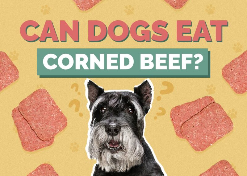 Hepper_Can Dogs Eat_Corned Beef