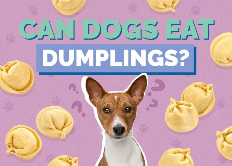 Hepper_Can Dogs Eat_Dumplings