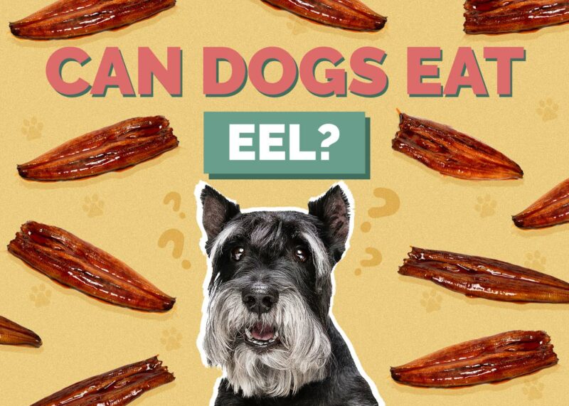Hepper_Can Dogs Eat_Eel