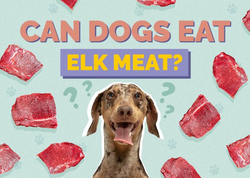 Hepper_Can Dogs Eat_Elk Meat