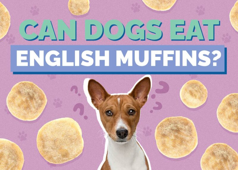 Hepper_Can Dogs Eat_English Muffins