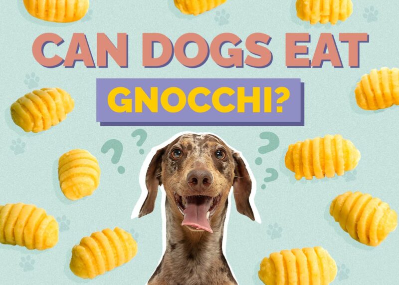 Hepper_Can Dogs Eat_Gnocchi