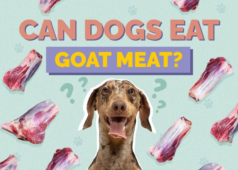 Hepper_Can Dogs Eat_Goat Meat
