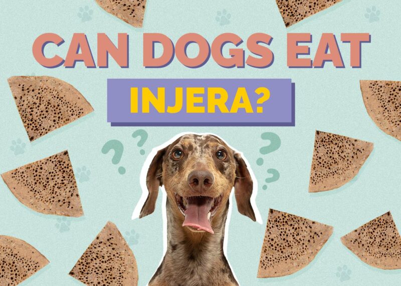 Hepper_Can Dogs Eat_Injera