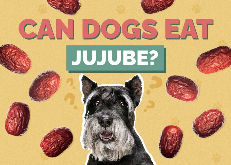 Hepper_Can Dogs Eat_Jujube