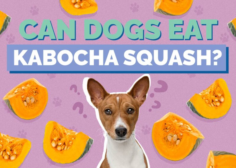 Hepper_Can Dogs Eat_Kabocha Squash