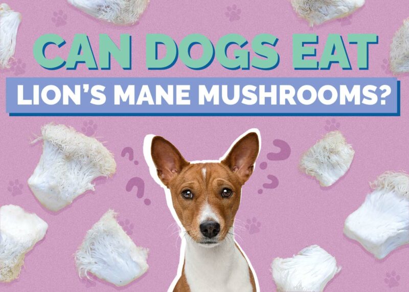Hepper_Can Dogs Eat_Lions Mane Mushrooms