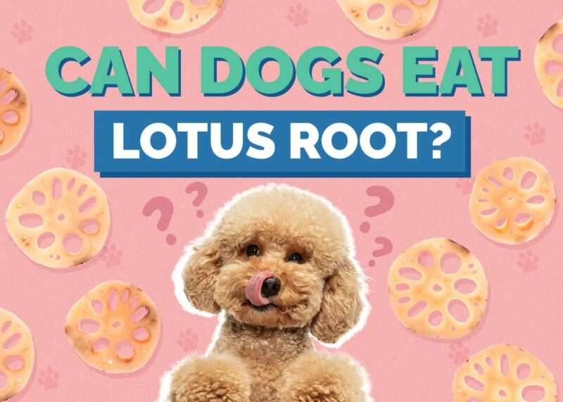 Hepper_Can Dogs Eat_Lotus Root