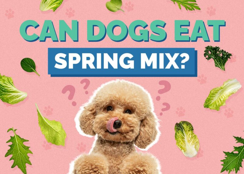 Hepper_Can Dogs Eat_Spring Mix