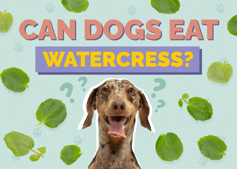 Hepper_Can Dogs Eat_Watercress