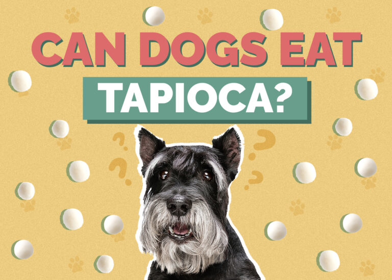 Can Dogs Eat Tapioca Vet Reviewed Benefits Risks Hepper can-dogs-eat-tapioca-vet-reviewed-benefits-risks-hepper