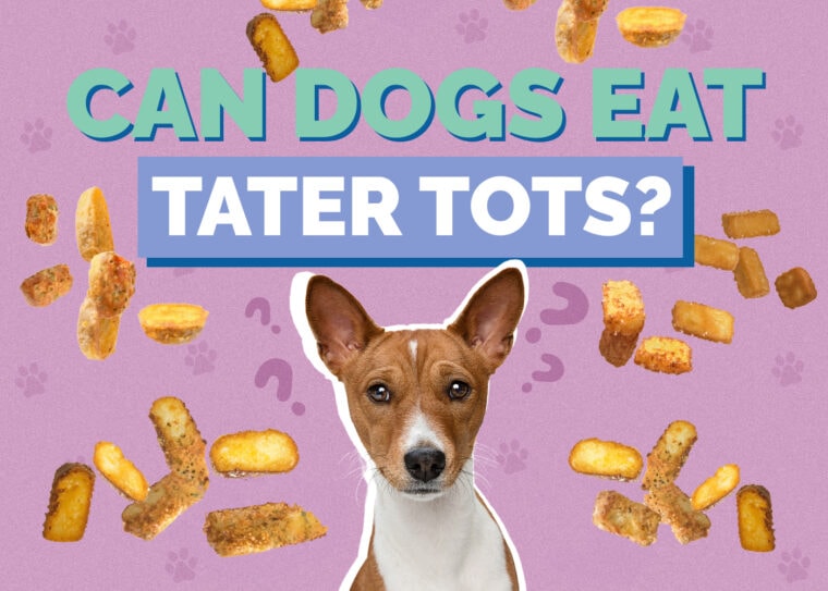 Can Dogs Eat Tater Tots? Vet Approved Facts & FAQs | Hepper