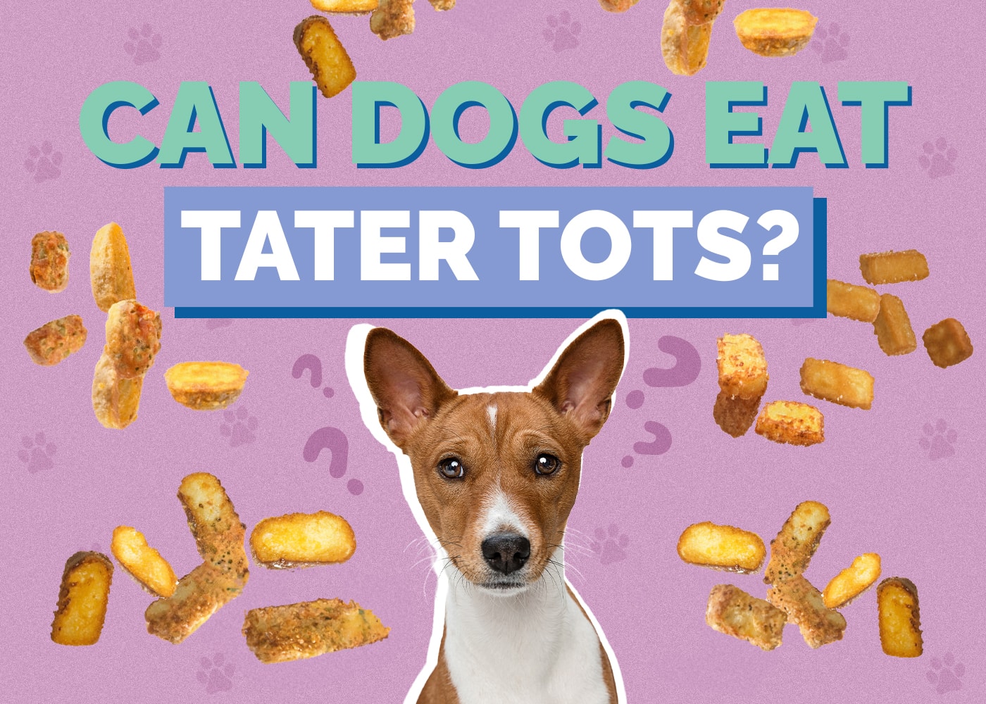 Can Dogs Eat Tater Tots Vet Approved Facts FAQs Hepper