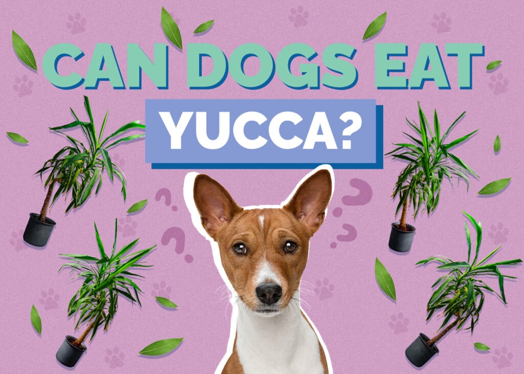 Can Dogs Eat Yucca