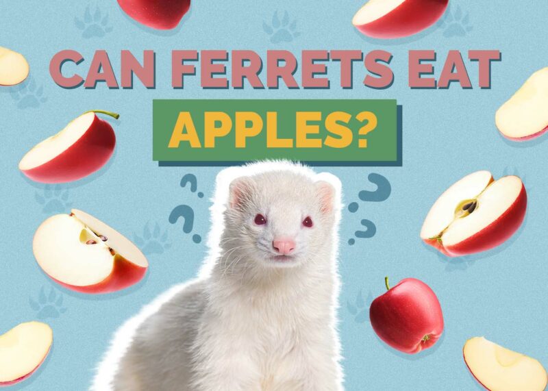 Hepper_Can Ferrets Eat_Apples