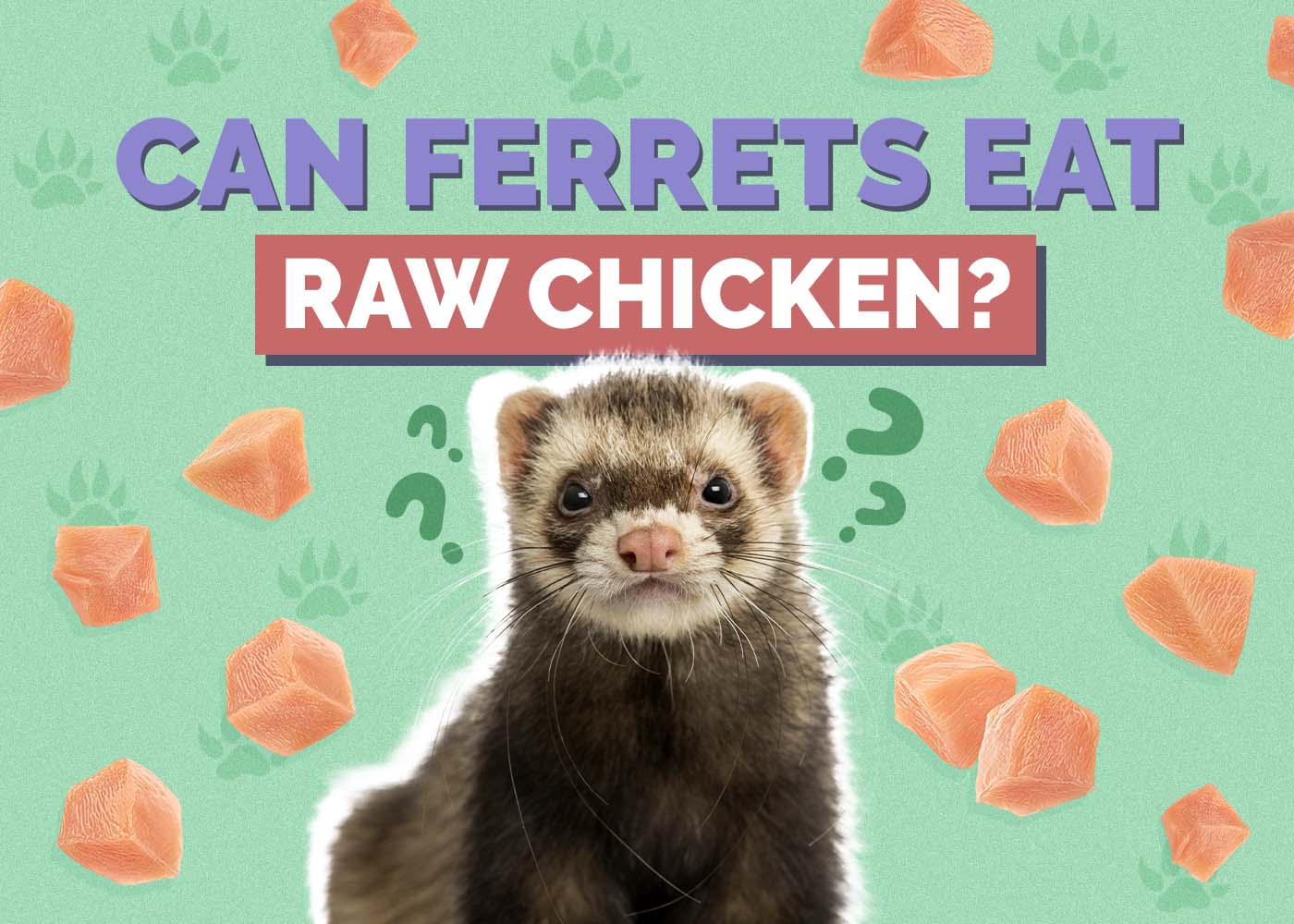 Hepper_Can Ferrets Eat_Raw Chicken