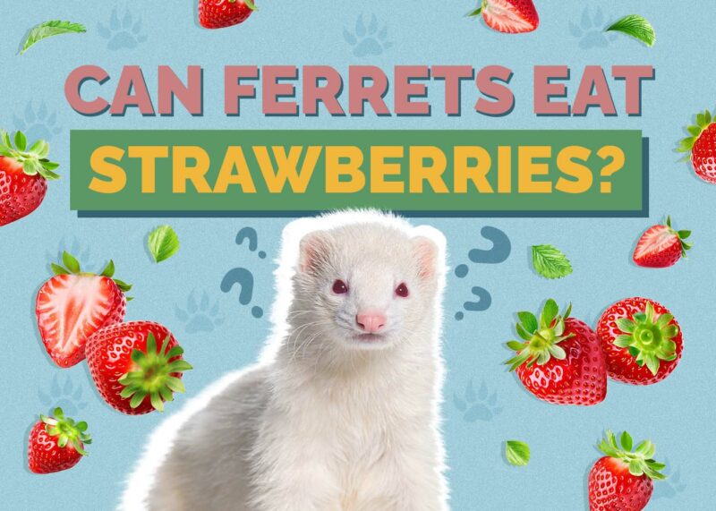 Hepper_Can Ferrets Eat_Strawberries