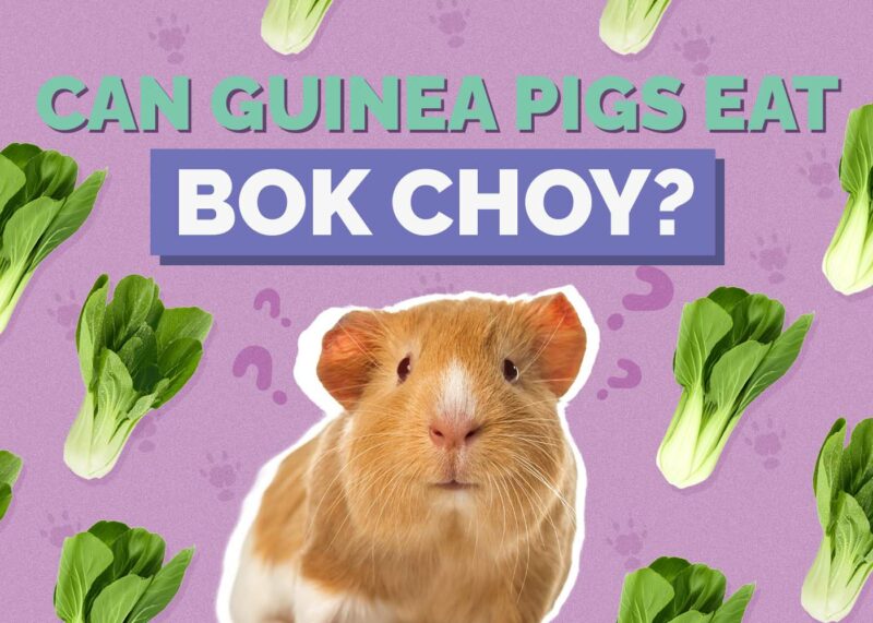 Hepper_Can Guinea Pigs Eat_Bok Choy
