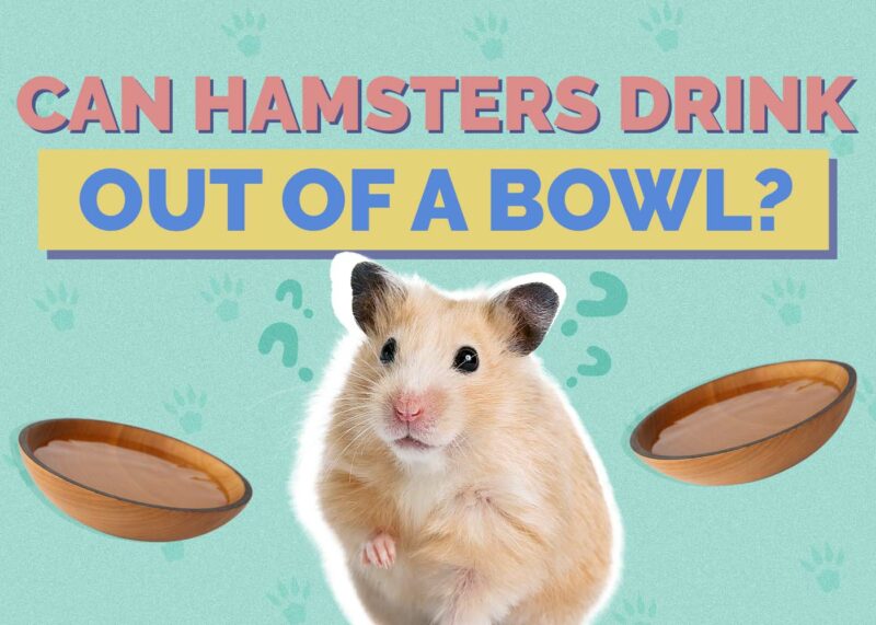Hepper_Can Hamster Drink_Out of a Bowl