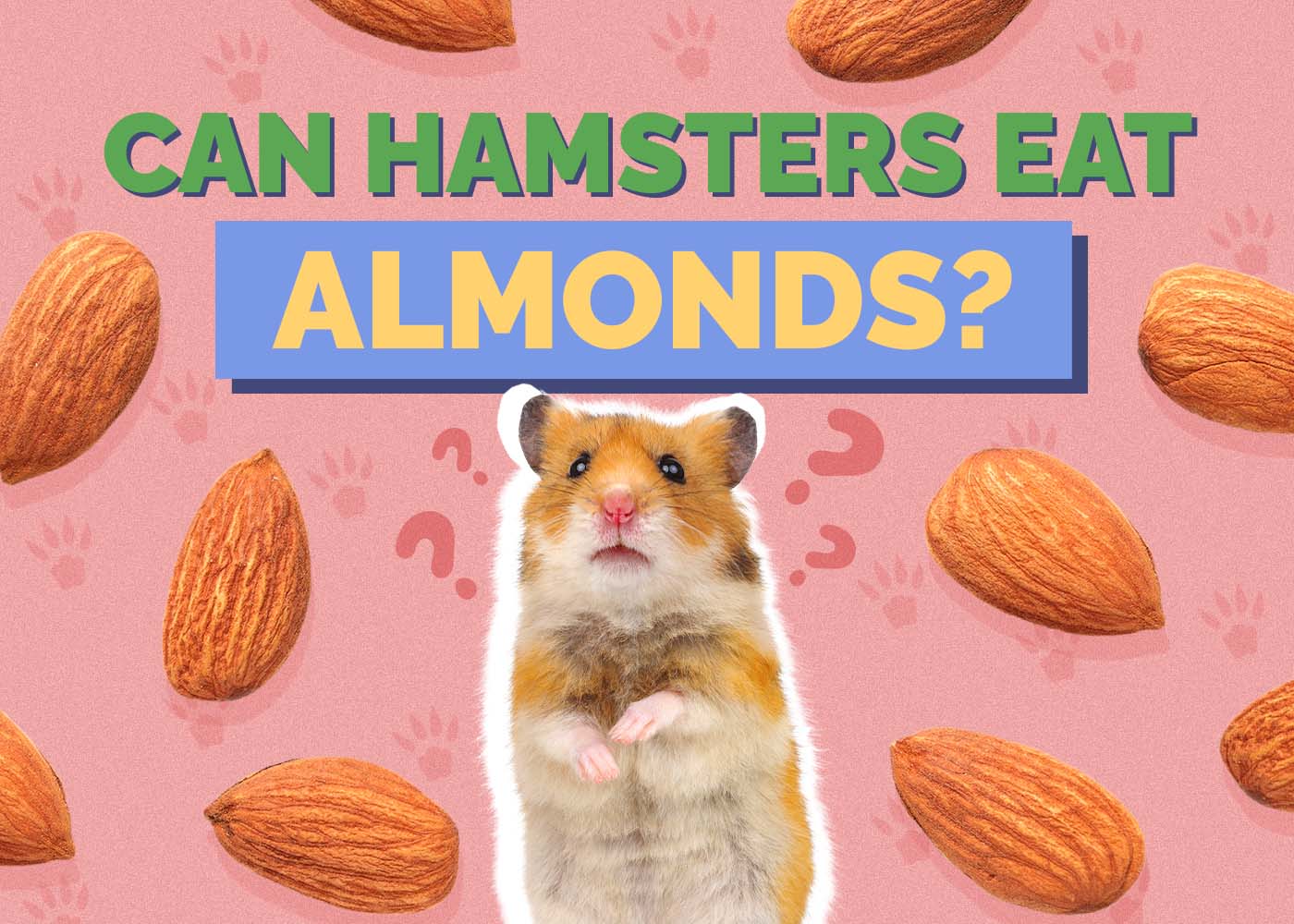 Hepper_Can Hamster Eat_Almonds