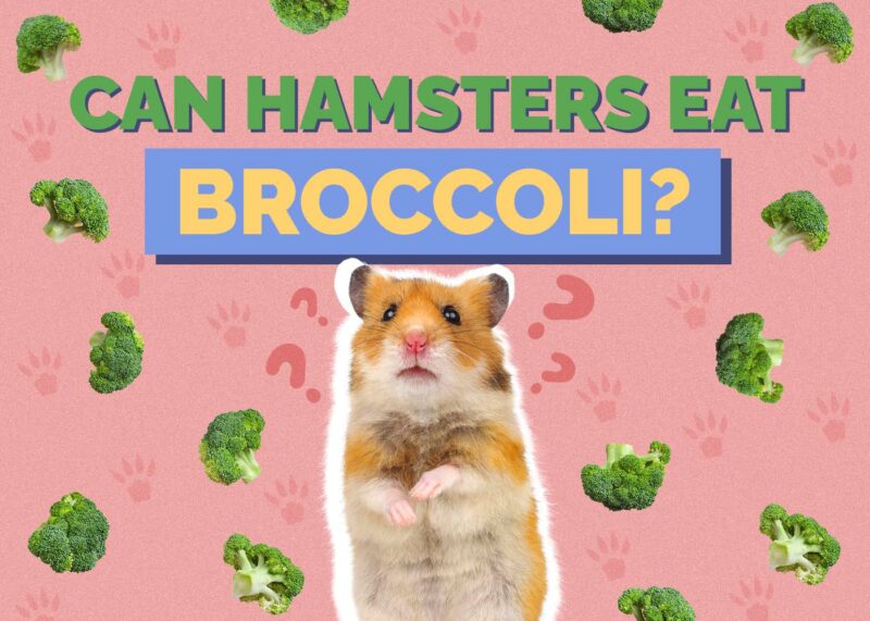 Hepper_Can Hamster Eat_Broccoli