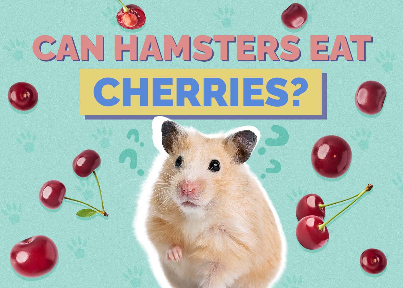 Hepper_Can Hamster Eat_Cherries