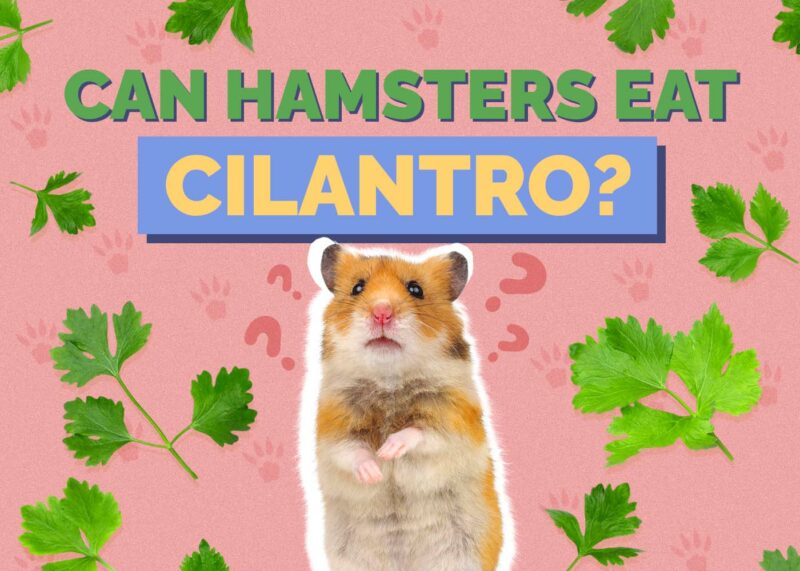 Hepper_Can Hamster Eat_Cilantro