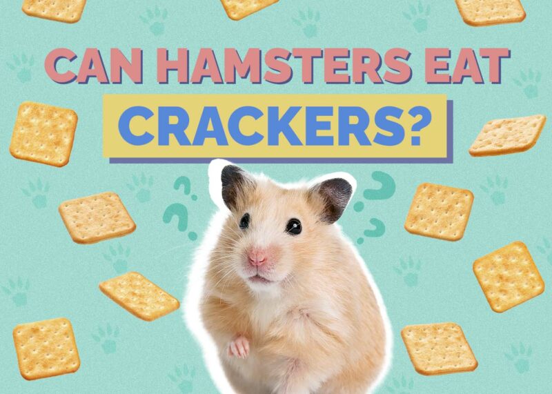 Hepper_Can Hamster Eat_Crackers